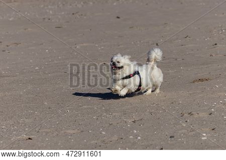 A Pekingese Runs At The Beach On The Shores Of Lake Michigan