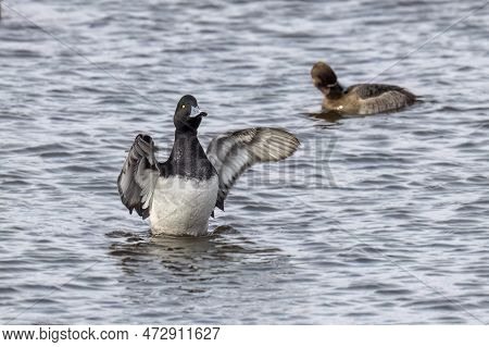 The Greater Scaup (aythya Marila ), Drake On A River In Wisconsin In Winter During A Migration To Th
