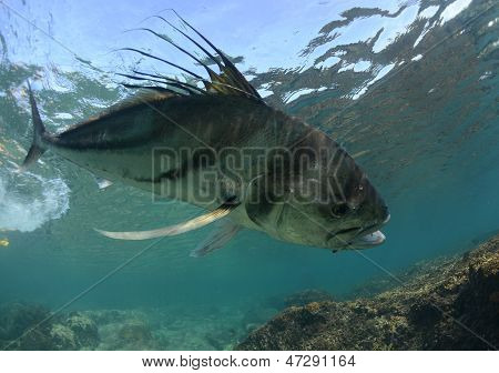 Nematistius pectoralis fing am Haken und Angelschnur unter Wasser