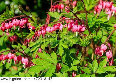 Bleeding Heart Flowers (lamprocapnos Spectabilis Or Dicentra Spectabilis) In Garden At Spring