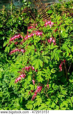 Bleeding Heart Flowers (lamprocapnos Spectabilis Or Dicentra Spectabilis) In Garden At Spring