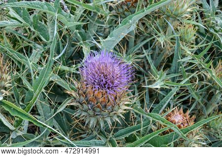 Violet Thistle Flowers In A Country Landscape In San Ramon, Canelones, Uruguay