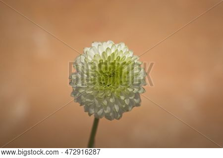 Microphotography Of A White Flower On A Light Orange Background
