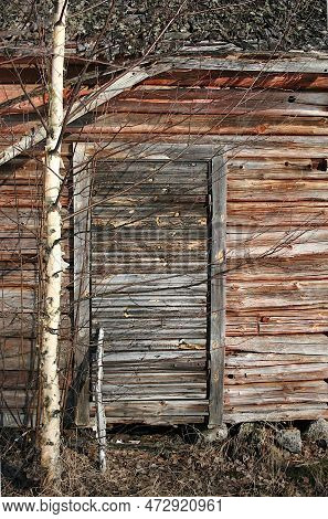 Decaying Door. A Rotting Wooden Door In A Decaying Log Building, With Birch Without Leaves Growing I