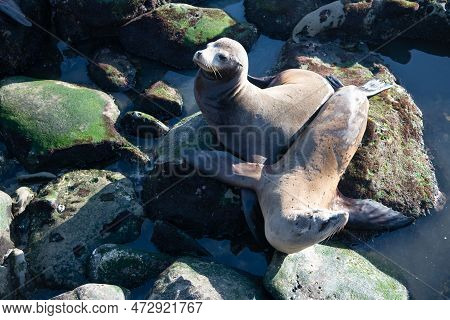 Sealion In Wildlife At Ocean Rocks. California Sealion In Wildlife Nature.