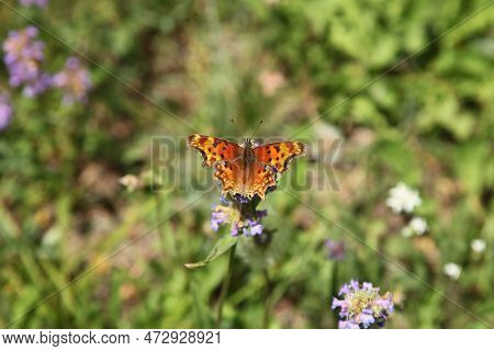 Hoary Comma (polygonia Gracilis) Orange Butterfly In Beartooth Mountains, Montana