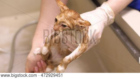 The Doctors Hands Are Washed With Shampoo Of A Small Street Kitten. Red Kitten Wet In The Bathroom T