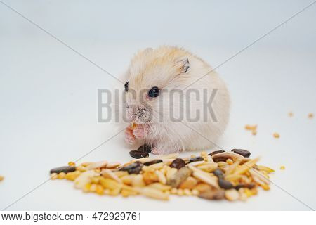 A Small White With Red Dzungar Hamster Eats Seeds On A White Table.