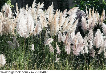 Pampas Grass Plant Look Like Plume And Used As Decoration