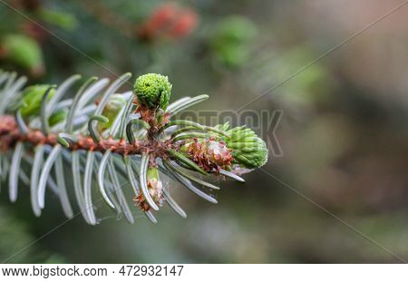 Close Up Of Green Spruce Twig With Cones And Young Shoots. Young Shoots And Flowers On A Coniferous 