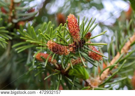 Close Up Of Green Spruce Twig With Cones And Young Shoots. Young Shoots And Flowers On A Coniferous 