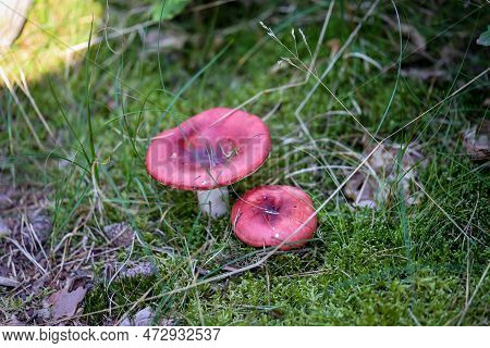 A Mushroom Well Hidden And Camouflaged Between Moss And Grass.