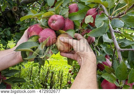 Gardeners Hands Picking Red Delicious Apple From Tree. Apple Orchard, Harvest Time.