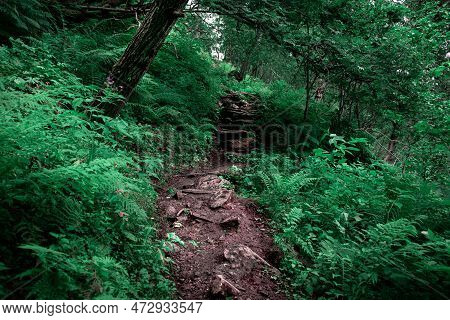 Forest Path, Stone Steps In The Green Woods. High Quality Photo