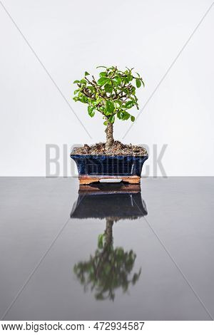 Lonely Bonsai In Blue Pot On Gray Metal Table And White Background