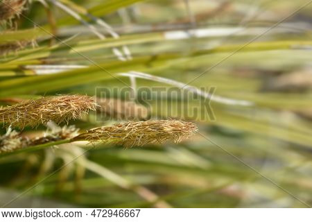 Japanese Sedge Everlime Flowers In The Winter