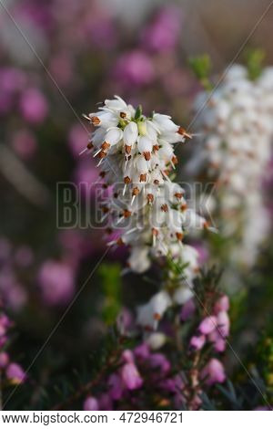 Darley Dale Heath Flowers In The Winter