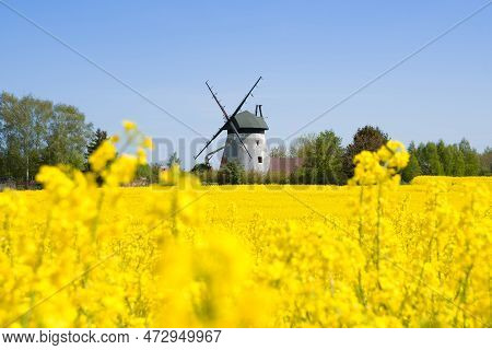 Blooming Rapeseed, Windmills Niechorze, Rewal, Baltic Sea