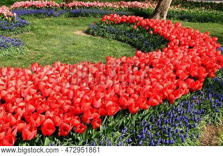 Thousands Of Bright Red Tulips With Blue Flowers In The Foreground Close-up At Goztepe Park During T