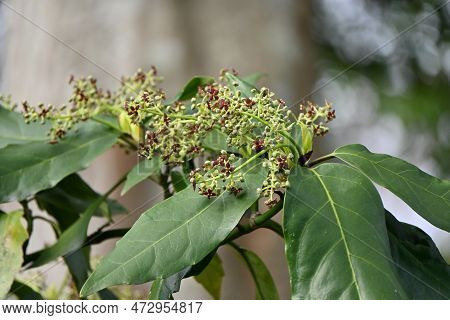 Aucuba Japonica. Native To Japan, Aucubaceae Evergreen Dioecious Shrub. The Flowering Season Is From