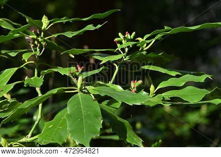 Aucuba Japonica. Native To Japan, Aucubaceae Evergreen Dioecious Shrub. The Flowering Season Is From