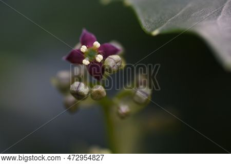 Aucuba Japonica. Native To Japan, Aucubaceae Evergreen Dioecious Shrub. The Flowering Season Is From