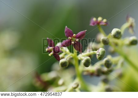 Aucuba Japonica. Native To Japan, Aucubaceae Evergreen Dioecious Shrub. The Flowering Season Is From