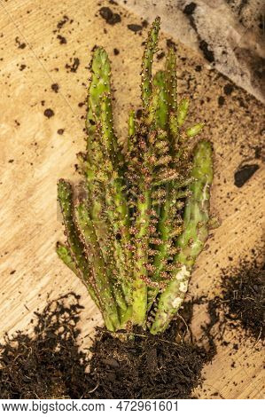 Opuntia Monacantha With A Root Ball To Transplant It Into A Pot