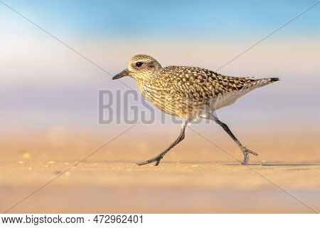 Grey Plover Or Black-bellied Plover (pluvialis Squatarola) Is A Lwader Bird Breeding In Arctic Regio