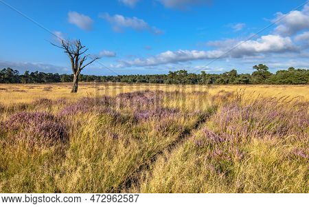 Blooming Heath In Deelerwoud Nature Reserve Veluwe Netherlands. Landscape Scen Of Nature In Europe