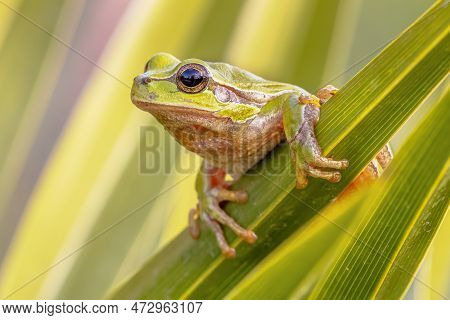Green European Tree Frog (hyla Arborea) Climbing In Plant And Peeking Around Corner Of Leaf. Wildlif