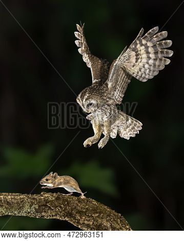 Flying Tawny Owl (strix Aluco) Catching Mouse. This Predator Bird Is On The Lookout And Hunting For 