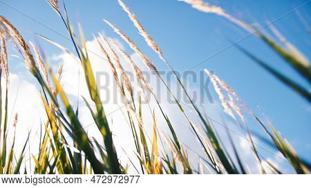 Plant Blade In Spring Season In The Countryside Nature.
