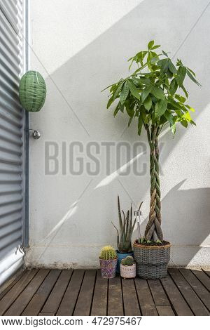 Terrace Corner In Industrial Apartment With Dark Wood Floors And Braided Aquatica Pachira, Aloe And 