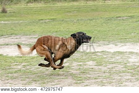 Young Belgian Shepherd Training In The Nature For Security