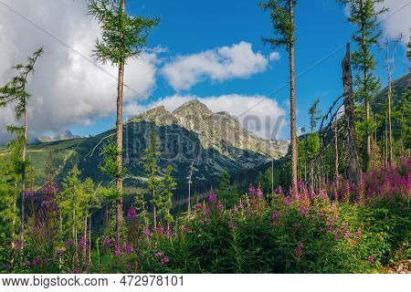 Beautiful Summer Landscape - Footpath In High Tatras Mountains, Lush Forest And Pink Fireweed Or Elo