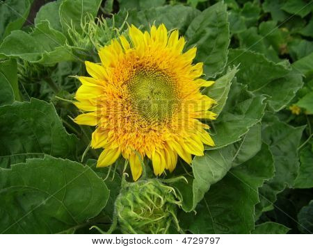 Bright Yellow Flower Of Sunflower