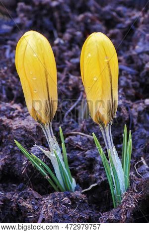 Crocus Flavus Yellow Flower With Buds And Frosted Stem In Early Spring