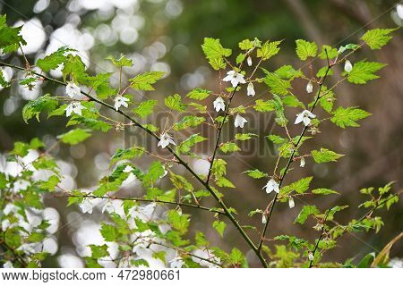 Rubus Palmatus Flowers. Rosaceae Deciduous Shrub. White Flowers Bloom Downward From March To May, An