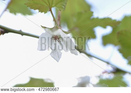 Rubus Palmatus Flowers. Rosaceae Deciduous Shrub. White Flowers Bloom Downward From March To May, An