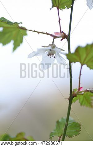 Rubus Palmatus Flowers. Rosaceae Deciduous Shrub. White Flowers Bloom Downward From March To May, An