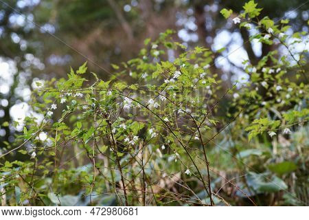 Rubus Palmatus Flowers. Rosaceae Deciduous Shrub. White Flowers Bloom Downward From March To May, An