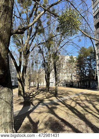 Mistletoe Is A Parasite Plant On A Tree In The City