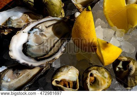 Fresh Oysters And Whelk Platter With Lemon On The Ice. High Quality Photo