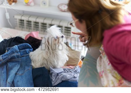 Young Woman Scolding Her Young Bichon Maltese Dog