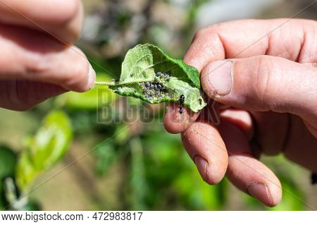 A Gardener Is Holding A Green Plant Leaf With A Colony Of Aphids And Ants. Prevention And Control Of