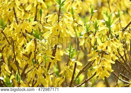 Forsythia ( Golden Bell ) Flowers. Oleaceae Deciduous Flowering Tree Native To China. Blooms From Ma