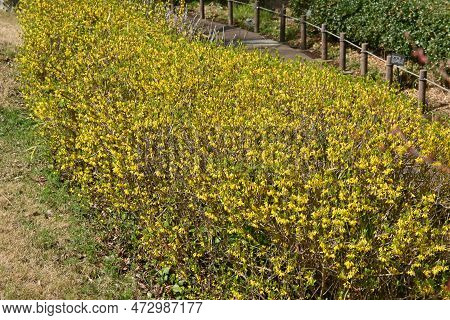Forsythia ( Golden Bell ) Flowers. Oleaceae Deciduous Flowering Tree Native To China. Blooms From Ma