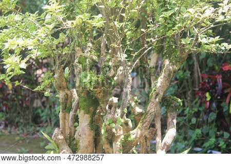 Bonsai Of Beautiful Shaved Flowers Or Asper Streblus With Blurred Background 1