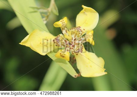 Trimezia Martinicensis Flower Blooming With Blurred Background 1
